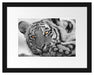 entspannter Tiger Passepartout 38x30