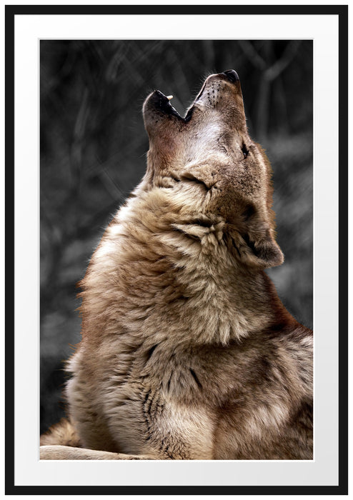 Pixxprint Anmutiger Heulender Wolf, im Galerie-Passepartout Bilderrahmen