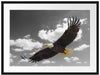 Weißkopfseeadler beim fliegen Passepartout 80x60