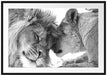 Bezauberndes kuschelndes Löwenpaar Passepartout 100x70