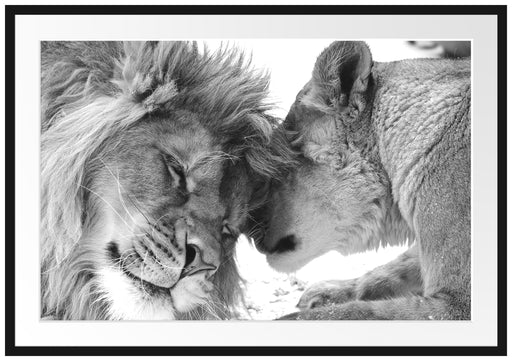 Bezauberndes kuschelndes Löwenpaar Passepartout 100x70