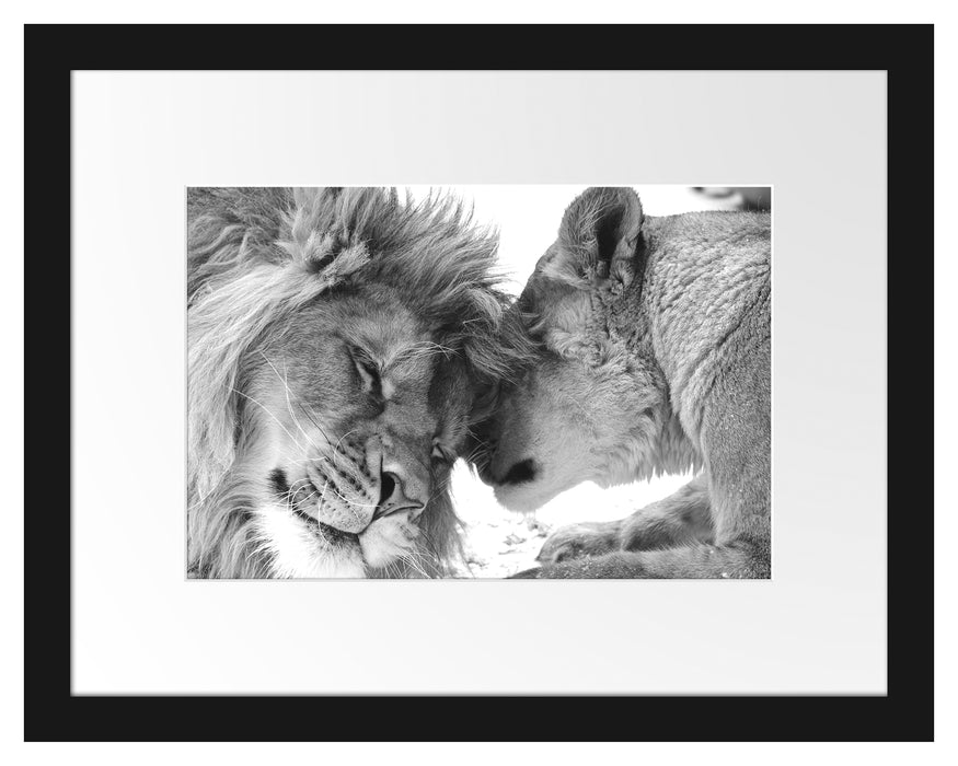 Bezauberndes kuschelndes Löwenpaar Passepartout 38x30