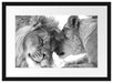 Bezauberndes kuschelndes Löwenpaar Passepartout 55x40