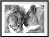 Bezauberndes kuschelndes Löwenpaar Passepartout 80x60