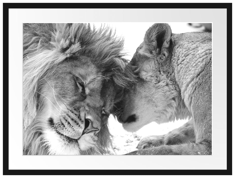 Bezauberndes kuschelndes Löwenpaar Passepartout 80x60