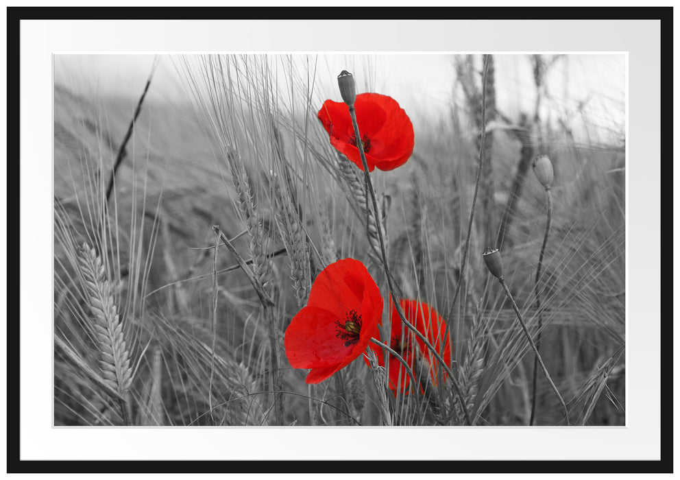 Pixxprint Mohnblumen im Getreidefeld, im Galerie-Passepartout Bilderrahmen