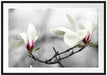 Magnolienblüten Passepartout 100x70