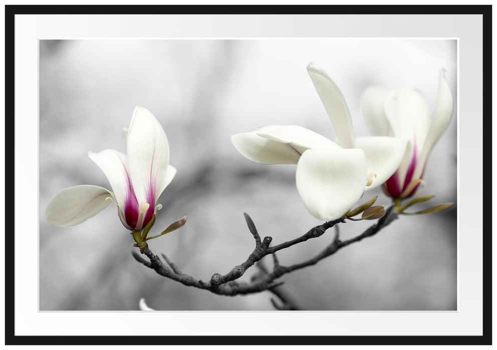 Pixxprint Magnolienblüten, im Galerie-Passepartout Bilderrahmen