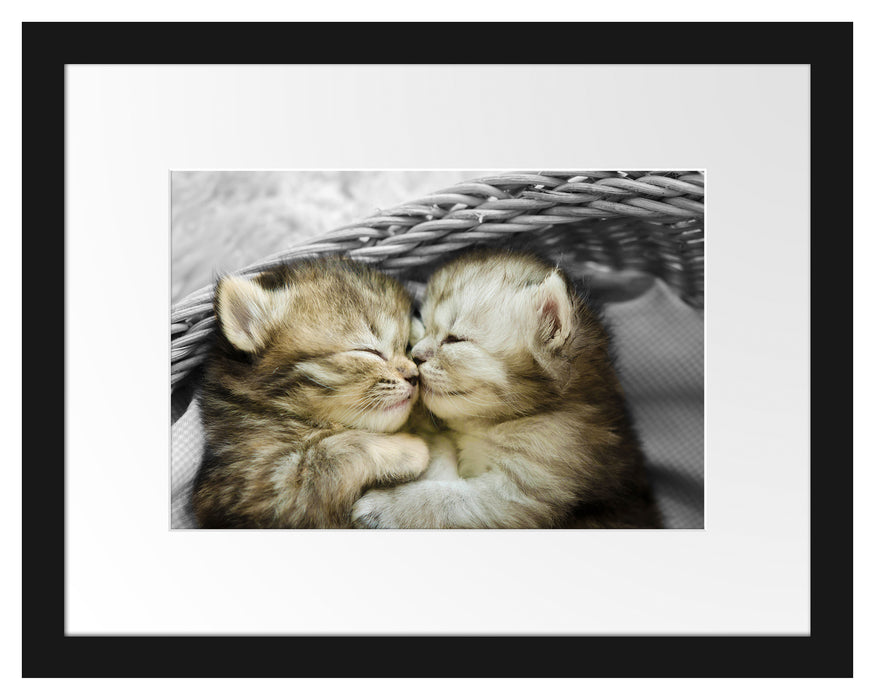 Zwei süße Babykatzen im Korb Passepartout 38x30