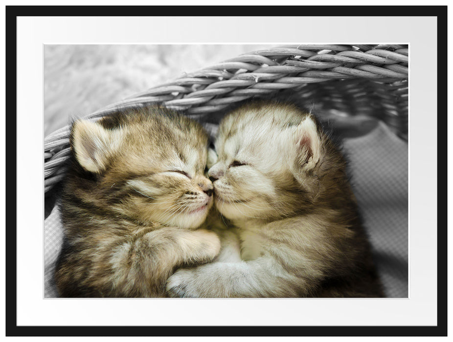 Zwei süße Babykatzen im Korb Passepartout 80x60