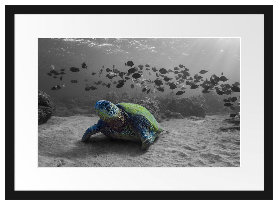 Schildkröte im Ozean Passepartout 55x40