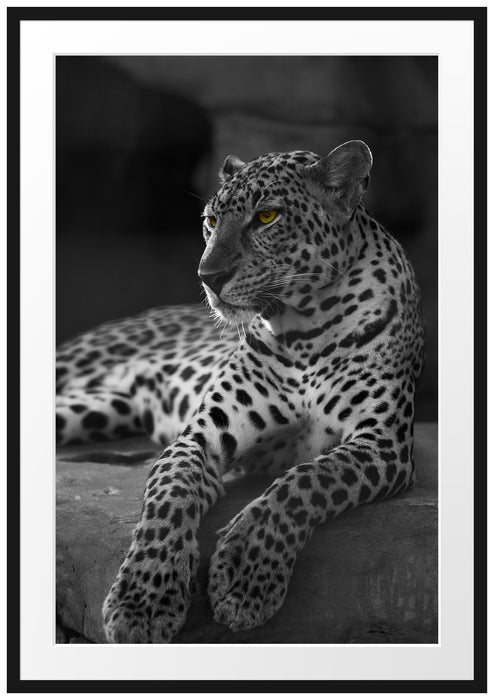 Pixxprint Leopard auf Felsen liegend, im Galerie-Passepartout Bilderrahmen