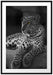 Leopard auf Felsen liegend Passepartout 100x70