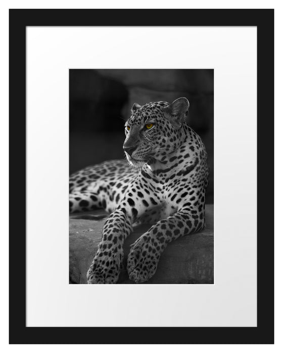 Leopard auf Felsen liegend Passepartout 38x30