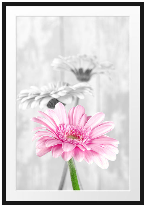 Pixxprint schöne Gerberas bei Tageslicht, im Galerie-Passepartout Bilderrahmen
