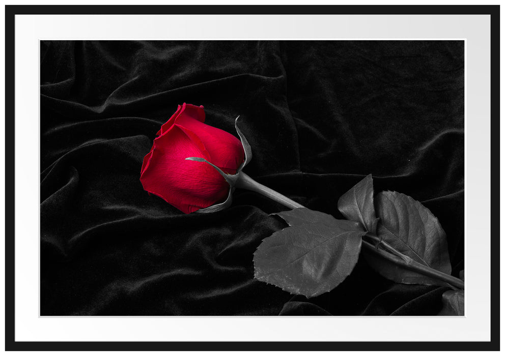Pixxprint Rose gebettet auf Samt, im Galerie-Passepartout Bilderrahmen
