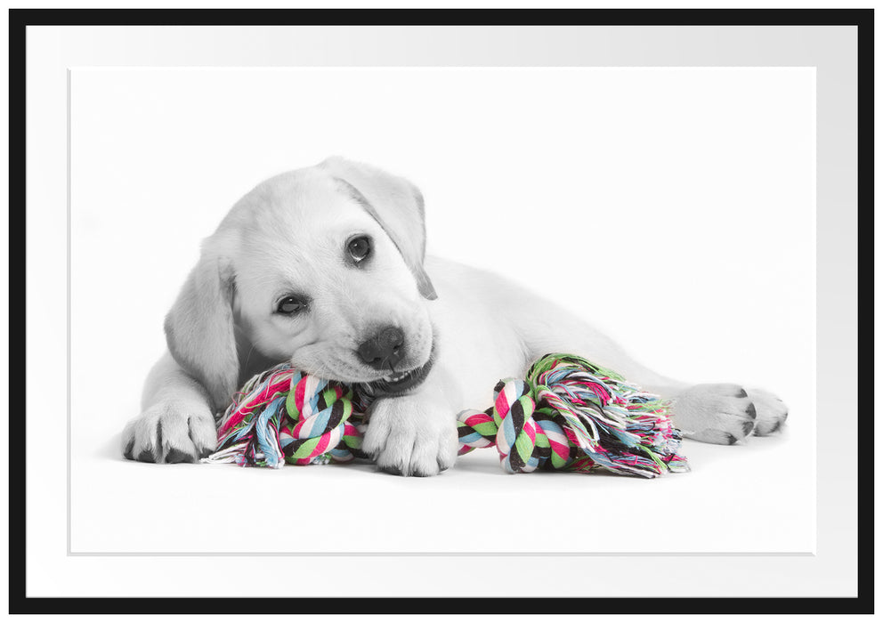 Pixxprint Labradorwelpe beim spielen, im Galerie-Passepartout Bilderrahmen
