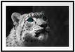 Schneeleopard Augen Passepartout 100x70