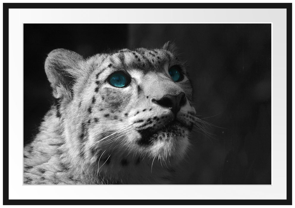 Pixxprint Schneeleopard Augen, im Galerie-Passepartout Bilderrahmen