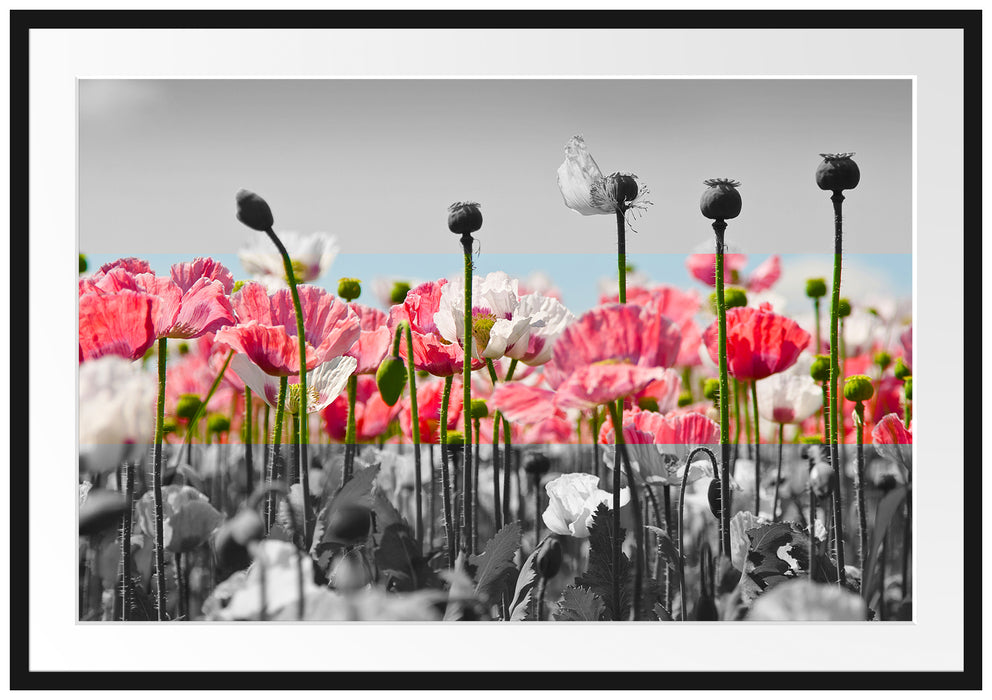 Pixxprint Blumenwiese Mohnblumen, im Galerie-Passepartout Bilderrahmen