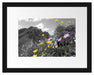 Blumenwiese im Frühling Passepartout 38x30