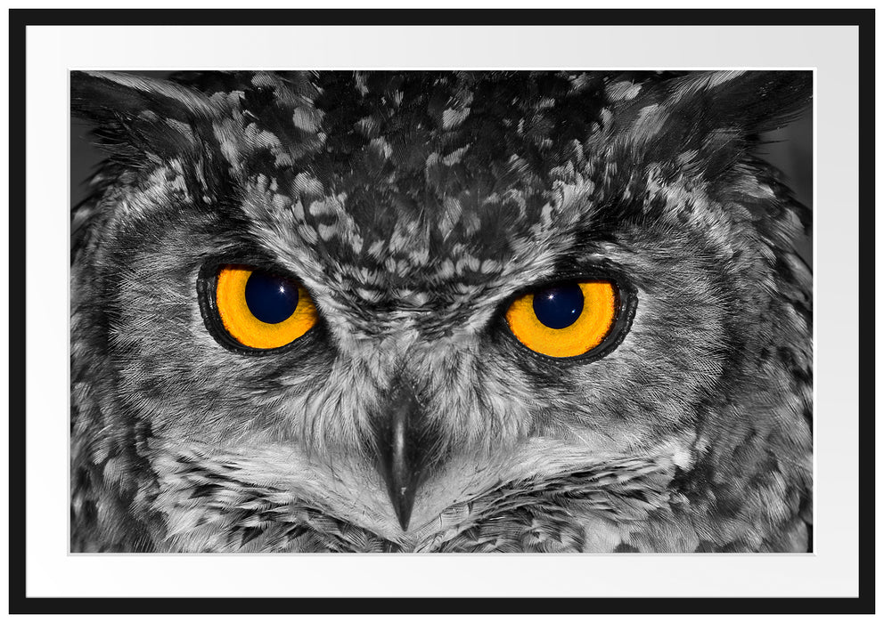 Pixxprint Eule mit Augen, im Galerie-Passepartout Bilderrahmen