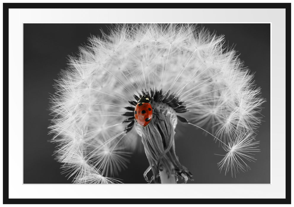 Pixxprint schöner Marienkäfer auf Pusteblume, im Galerie-Passepartout Bilderrahmen