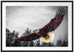 großer fliegender Adler Passepartout 100x70