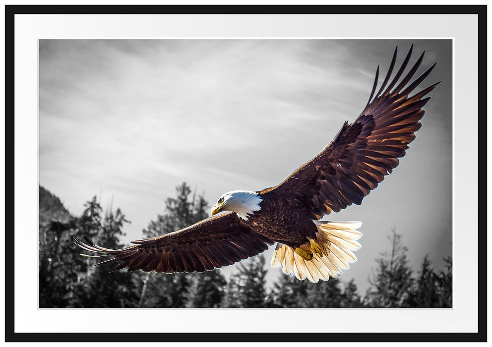 Pixxprint großer fliegender Adler, im Galerie-Passepartout Bilderrahmen