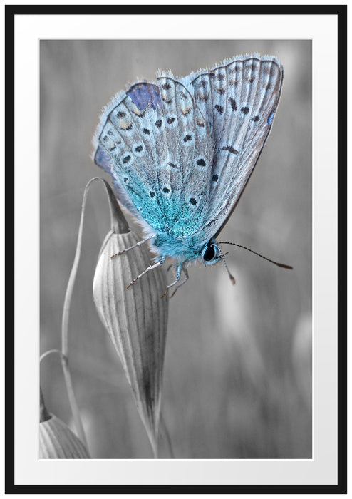 Pixxprint wunderschöner blauer Schmetterling, im Galerie-Passepartout Bilderrahmen