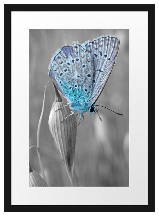 wunderschöner blauer Schmetterling Passepartout 55x40