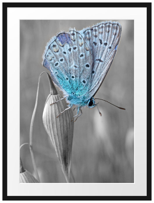 wunderschöner blauer Schmetterling Passepartout 80x60