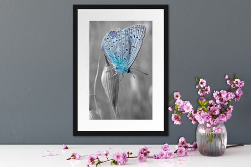 wunderschöner blauer Schmetterling Passepartout Wohnzimmer