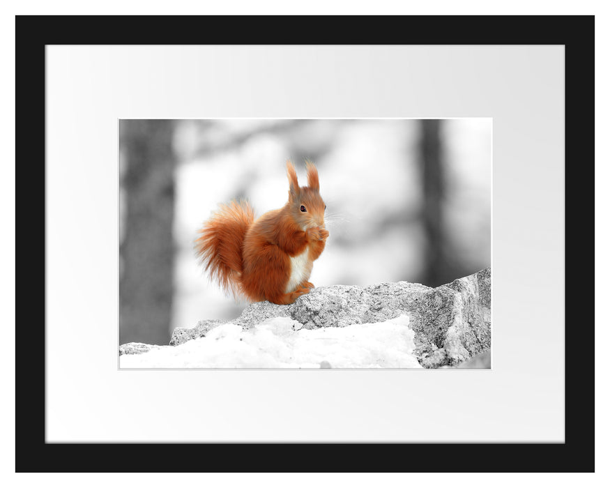 Eichhörnchen in verschneitem Wald Passepartout 38x30