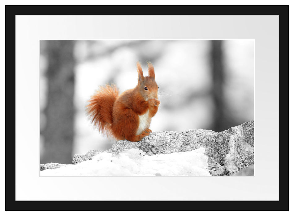 Eichhörnchen in verschneitem Wald Passepartout 55x40