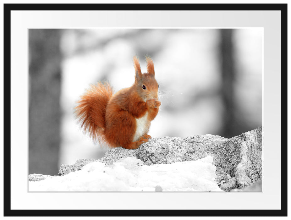 Eichhörnchen in verschneitem Wald Passepartout 80x60