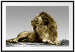 majestäischer Löwe auf Fels Passepartout 100x70