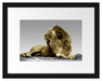 majestäischer Löwe auf Fels Passepartout 38x30