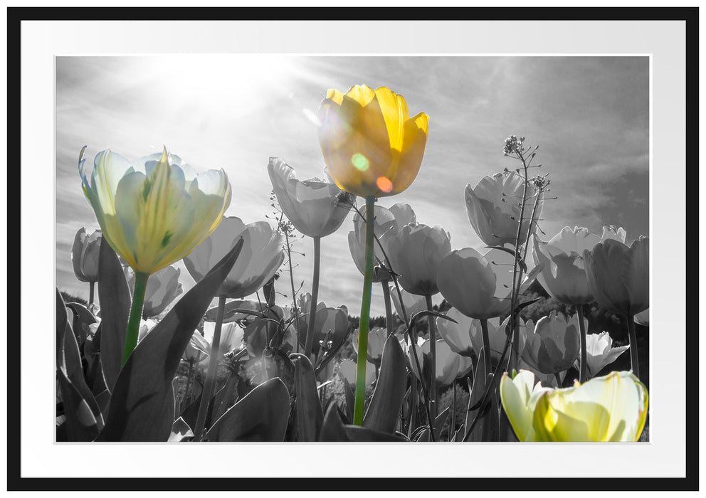 Pixxprint wunderschöne Tulpenwiese, im Galerie-Passepartout Bilderrahmen