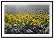 Wunderschönes Sonnenblumenfeld Passepartout 100x70