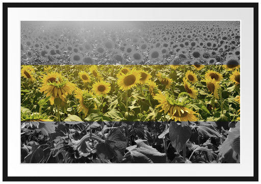 Wunderschönes Sonnenblumenfeld Passepartout 100x70
