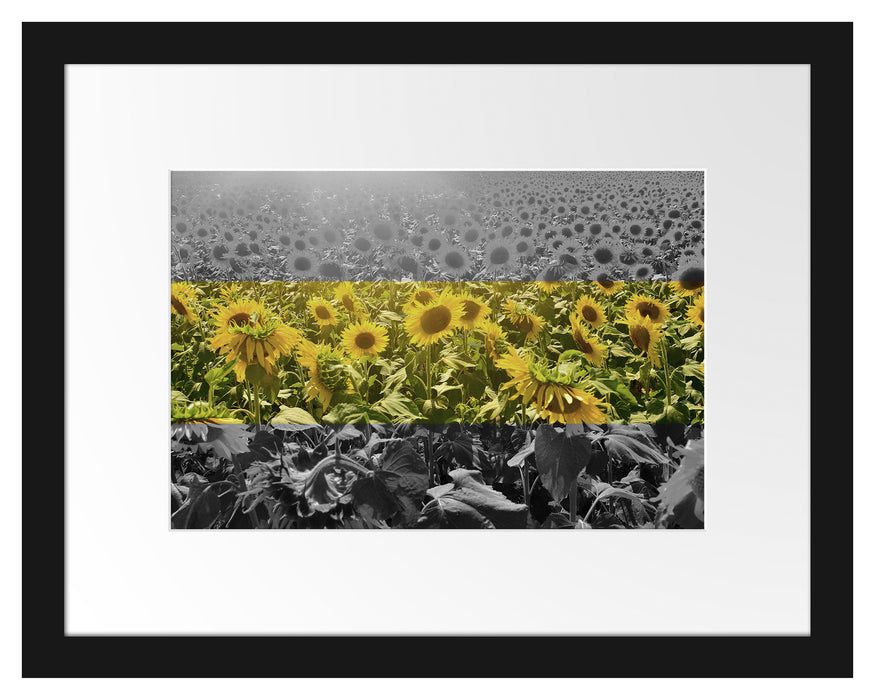Wunderschönes Sonnenblumenfeld Passepartout 38x30