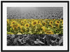 Wunderschönes Sonnenblumenfeld Passepartout 80x60