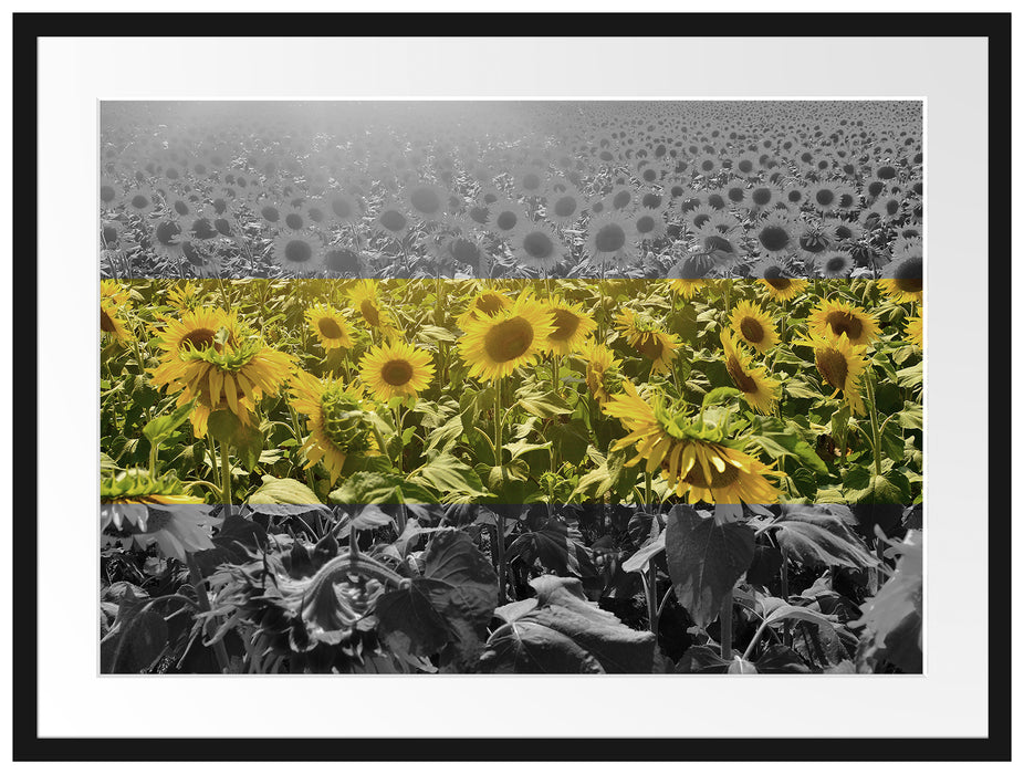 Wunderschönes Sonnenblumenfeld Passepartout 80x60