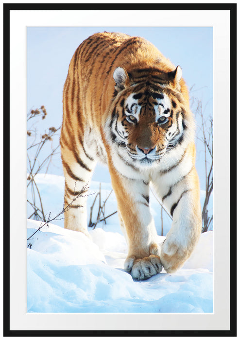 Pixxprint Tiger im Schnee, im Galerie-Passepartout Bilderrahmen