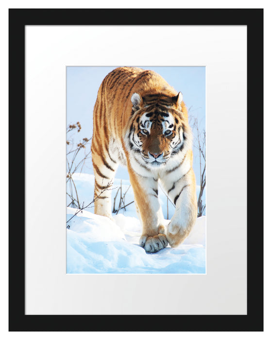 Tiger im Schnee Passepartout 38x30