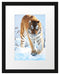 Tiger im Schnee Passepartout 38x30