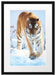 Tiger im Schnee Passepartout 55x40