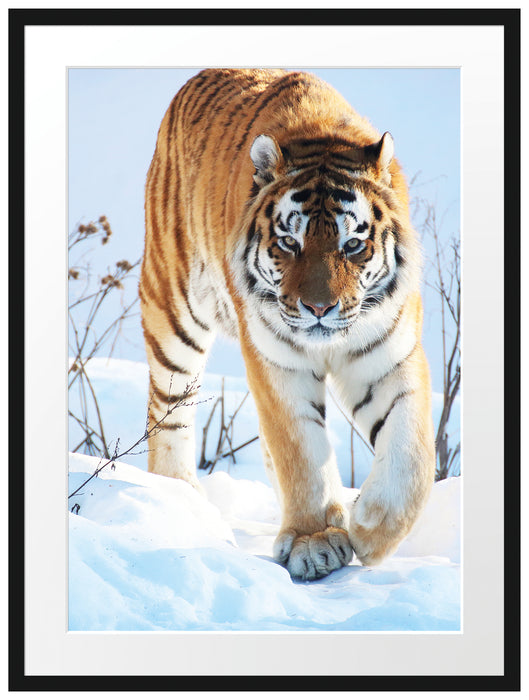 Tiger im Schnee Passepartout 80x60