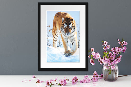 Tiger im Schnee Passepartout Wohnzimmer